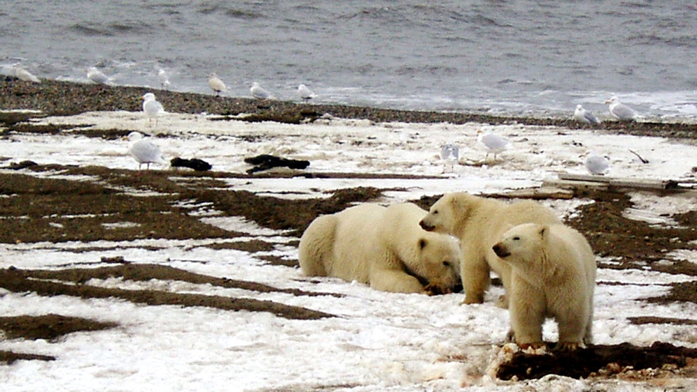 Arctic National Wildlife Refuge polar bears