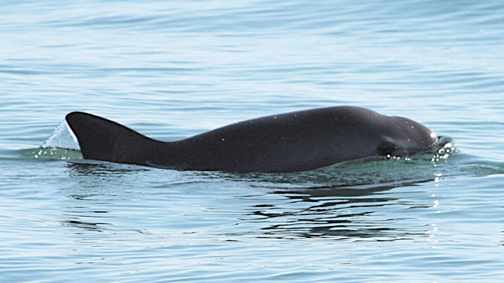 Vaquita porpoise - EPA - TECHKNOW