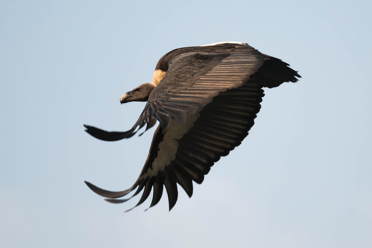 The vulture restaurant