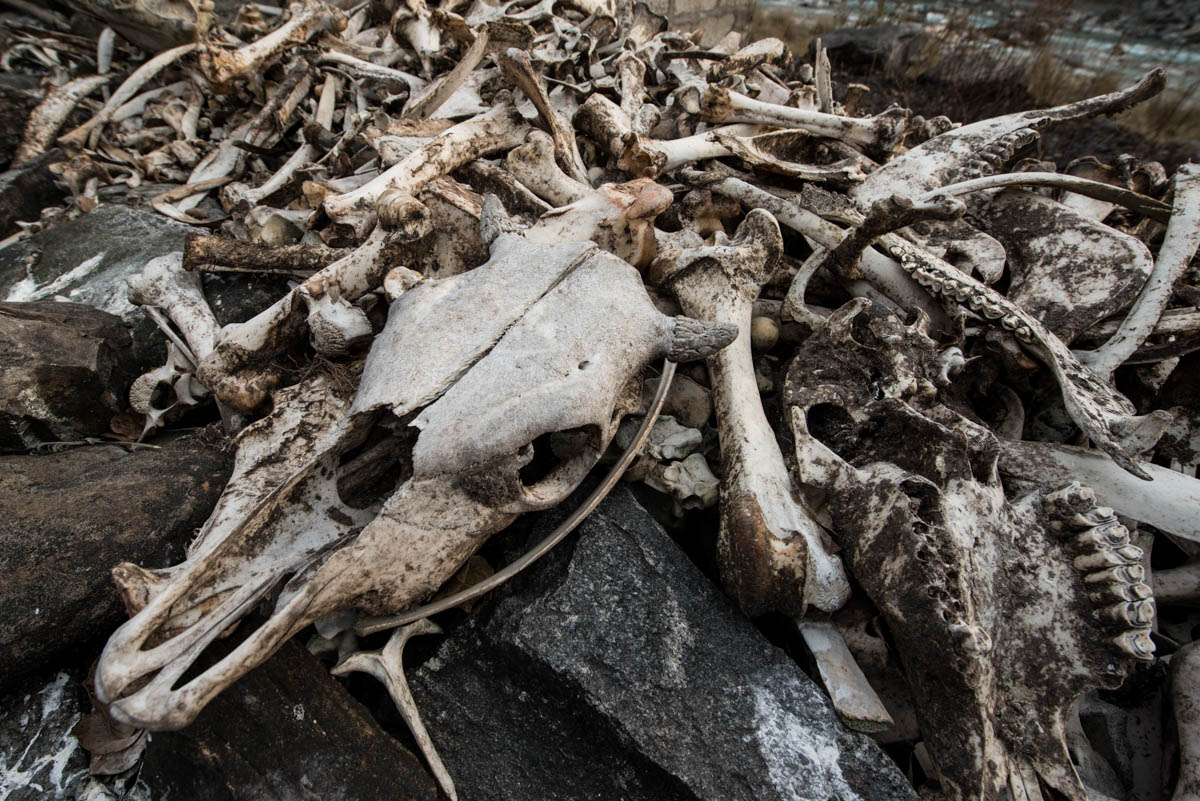 The vulture restaurant