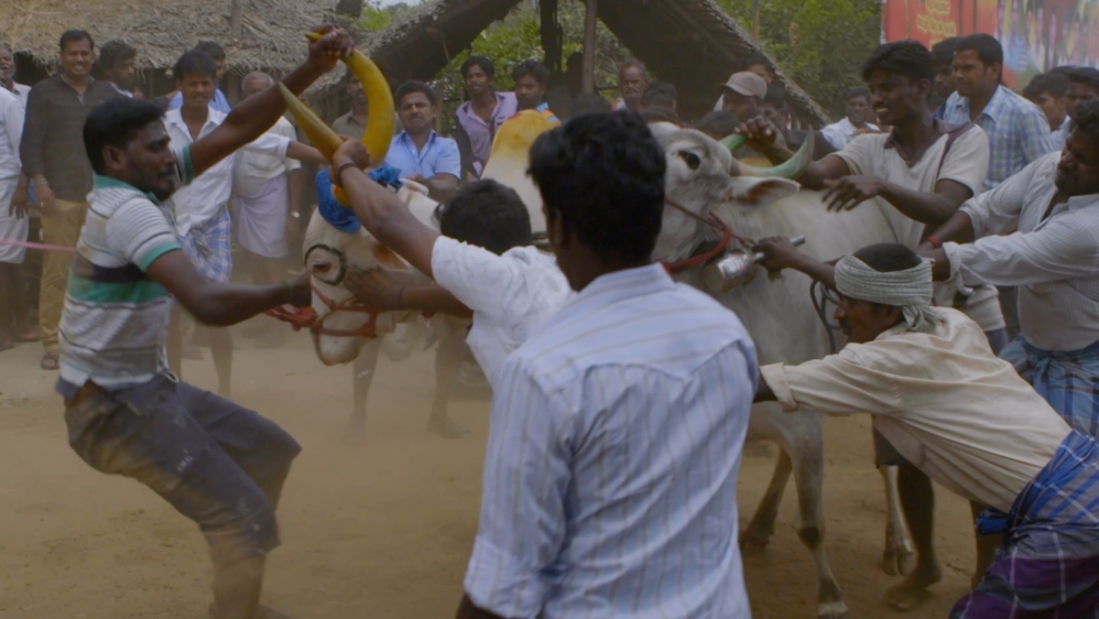 If a man is able to hold on to the bull's hump for a short period of time before it crosses the finish line, they win a prize. [Joe Hill/Al Jazeera]
