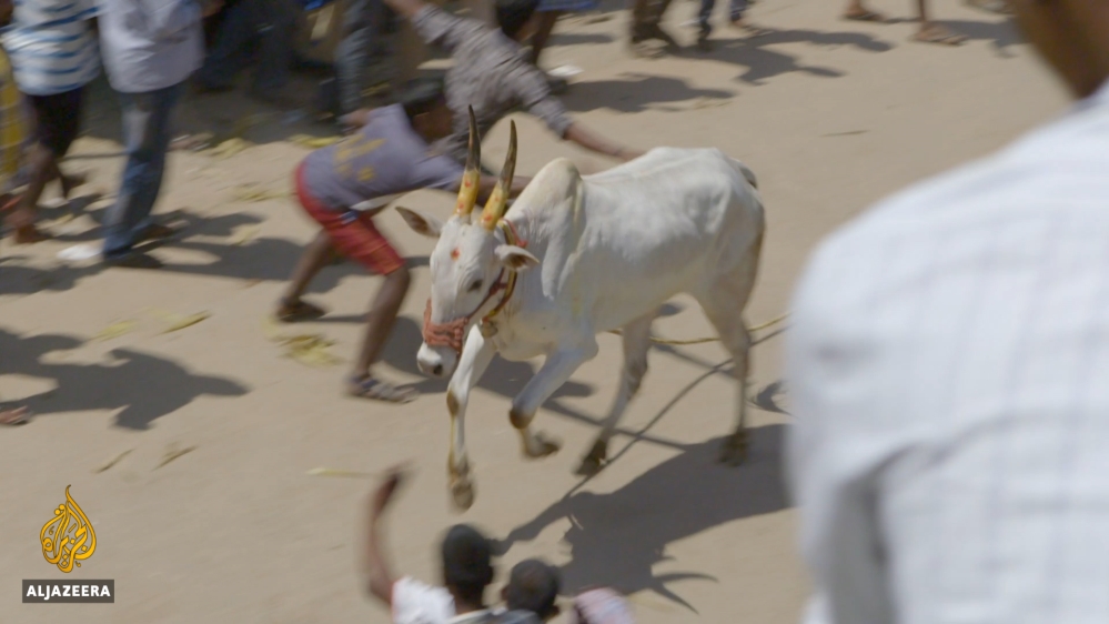 Jallikattu still
