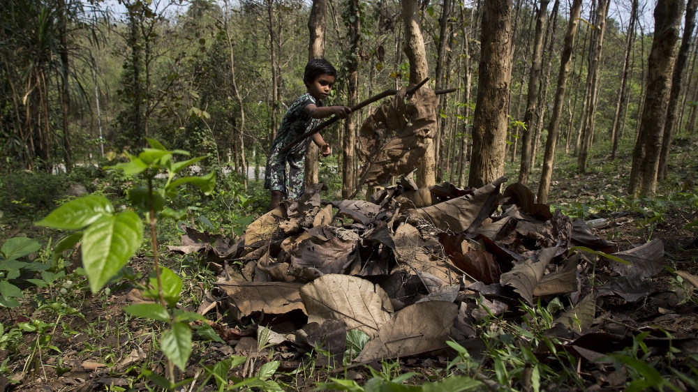 India forests op-ed photo AP