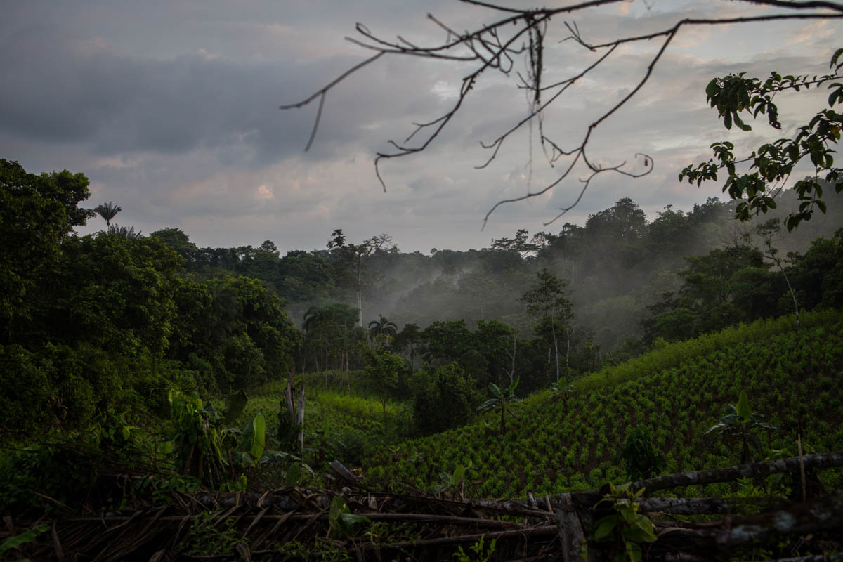 Colombia''s Coca Paradise 