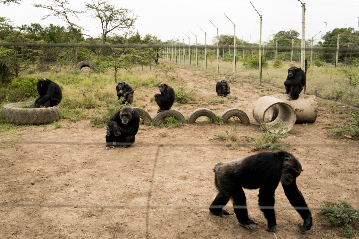 Chimpanzees Without Borders/Please Do Not Use