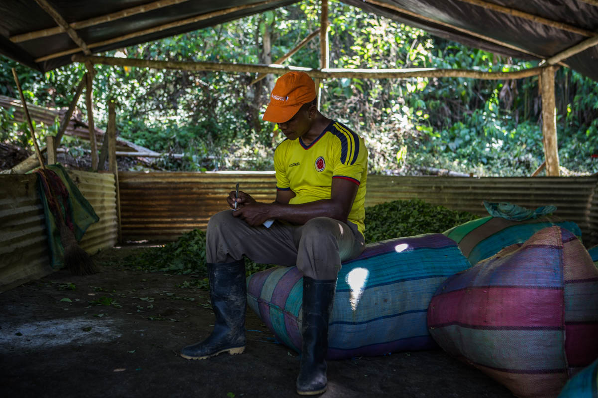 Colombia''s Coca Paradise 