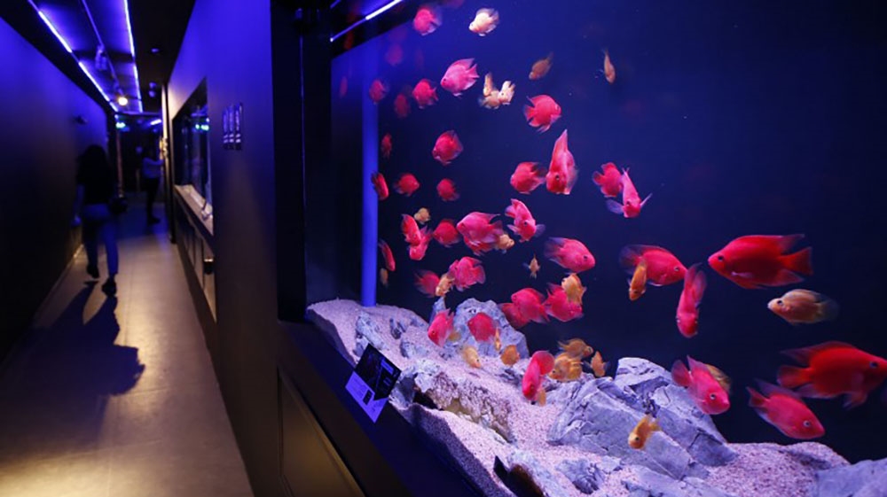 Palestinians walk by aquatic creatures displayed at the first aquarium that opened the previous day in the West Bank city of Ramallah on July 24, 2018. ABBAS MOMANI / AFP