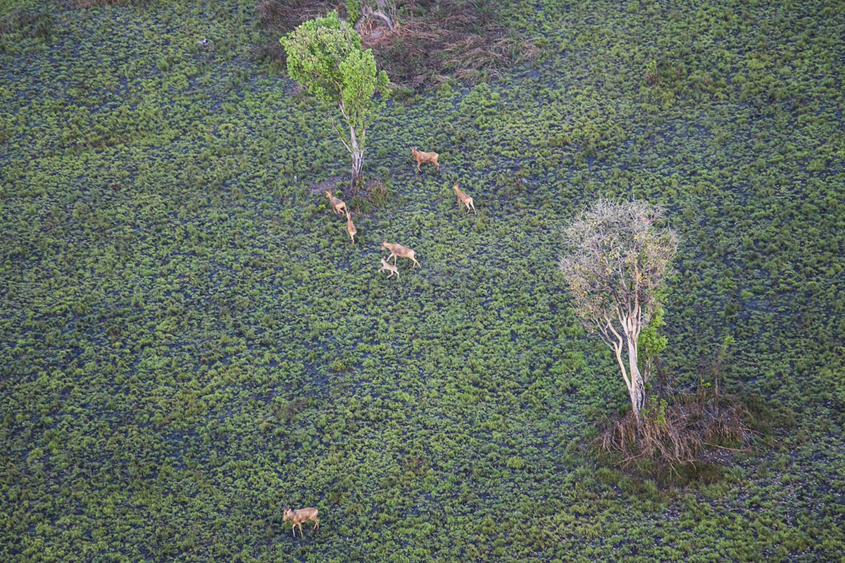 Spotted during an aerial patrol, hartebeest - a type of antelope