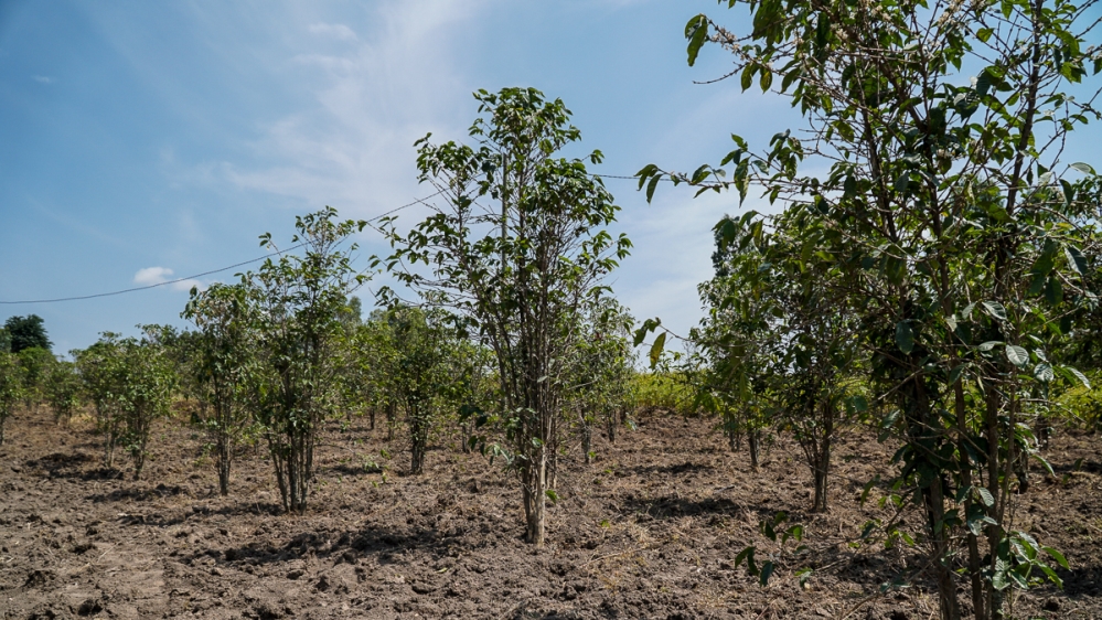 There are hundreds of thousands of small-scale land holdings across Rwanda where some of the country's best coffee is produced [Azad Essa/Al Jazeera]