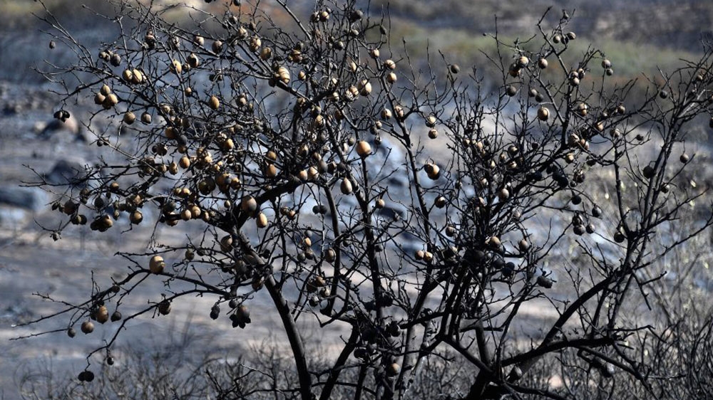 A burned lemon tree is seen in the backyard of house in Thousand Oaks, California [Kevork Djansezian/Getty Images]