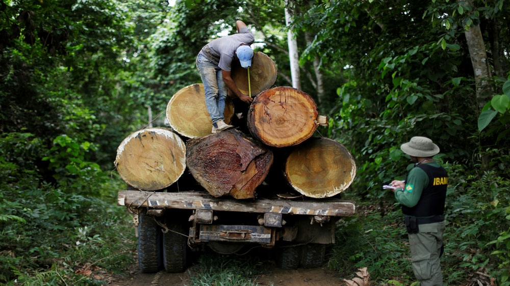 A Brazilian Institute for the Environment and Renewable Natural Resources, or Ibama, agent measures a tree trunk during an operation to combat illegal mining and logging