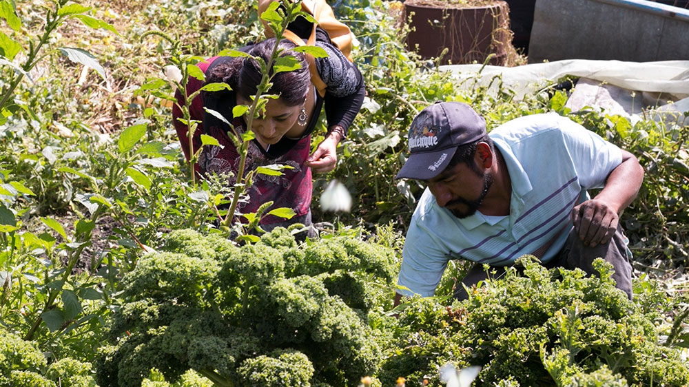 Capultitla estimates that he is just one of some 100 chinampa farmers who continue to practise the traditional farming methods [Paul Biasco/Al Jazeera]