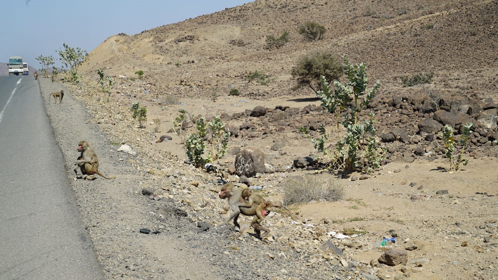 Al Jazeera observed a troop of around 40 baboons waiting just metres away from the camp's main entrance [Faisal Edroos/Al Jazeera]