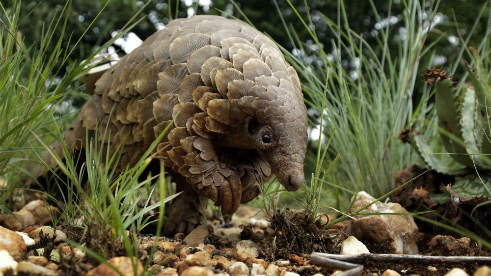 Africa pangolin