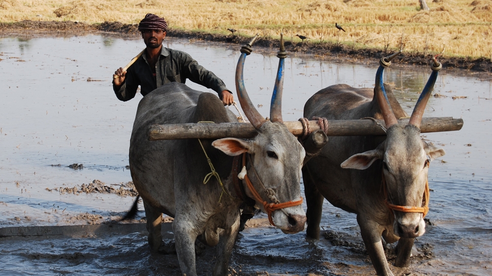 A farmer works in his fields in Koppal district's Gangavathi village in southern Indian state of Karnataka [Deepa Kurup/Al Jazeera]