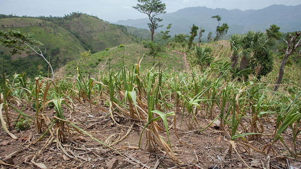 A withered field sits in the mountains over Jocotan, Chiquimula during the August 2018 drought [Jeff Abbott/Al Jazeera] 