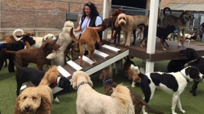 Ruby Madrigal owns and operates K9 University Chicago i