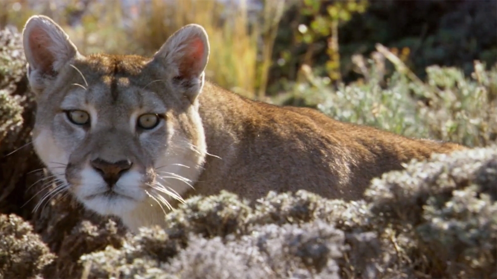 earthrise - Rewilding Patagonia