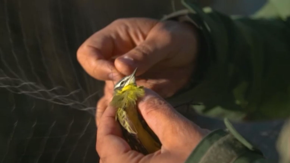 earthrise - Ecosystem Alert - DO NOT USE