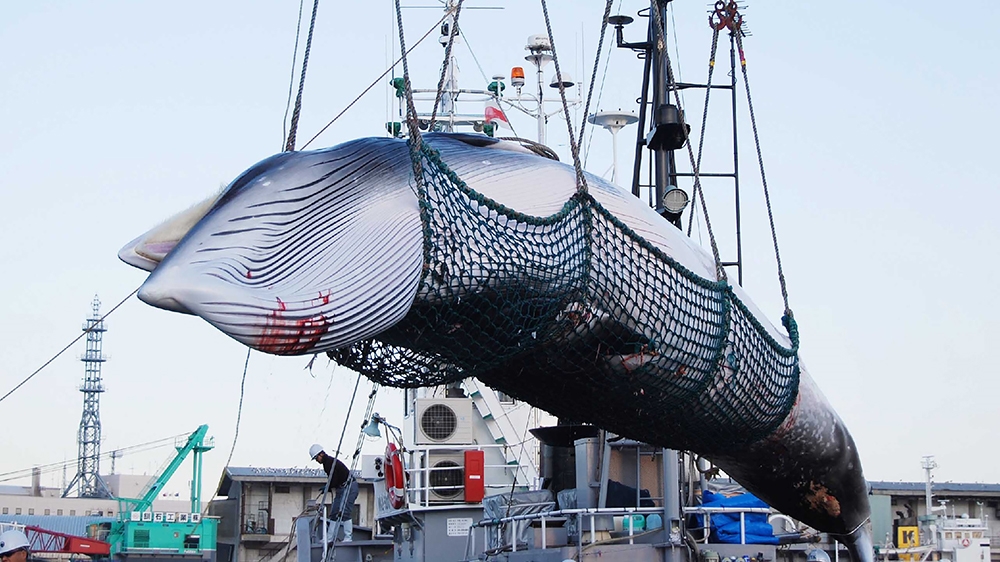 This September 4, 2017 picture shows a Minke whale being lifted by a crane during the North Pacific research whaling programme at the Kushiro port in Kushiro, Hokkaido prefecture. - Japanese fishermen