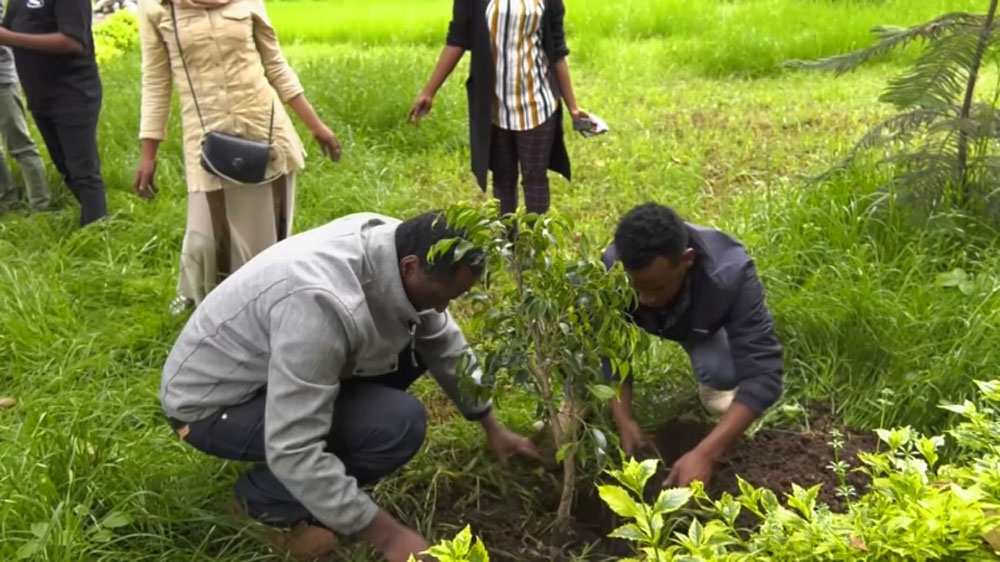 Ethiopia tree planting