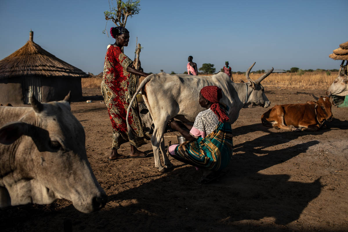 A woman milks a cow in Ruar Leek village, on April 5, 2019. In a country where people in rural areas have little to no access to financial or savings institutions, livestock serves as an asset and inv