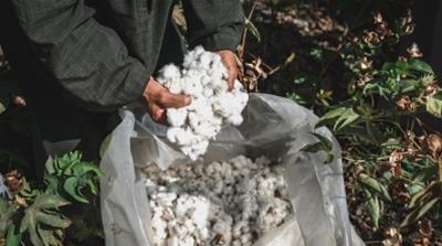 Sholeen 2/Kotn farmer image (hands)