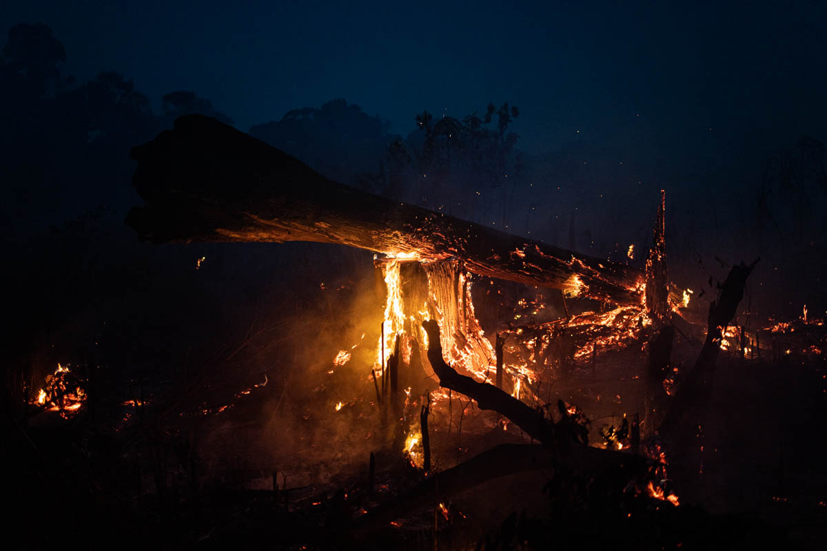 The Brazilian Amazon Rainforest