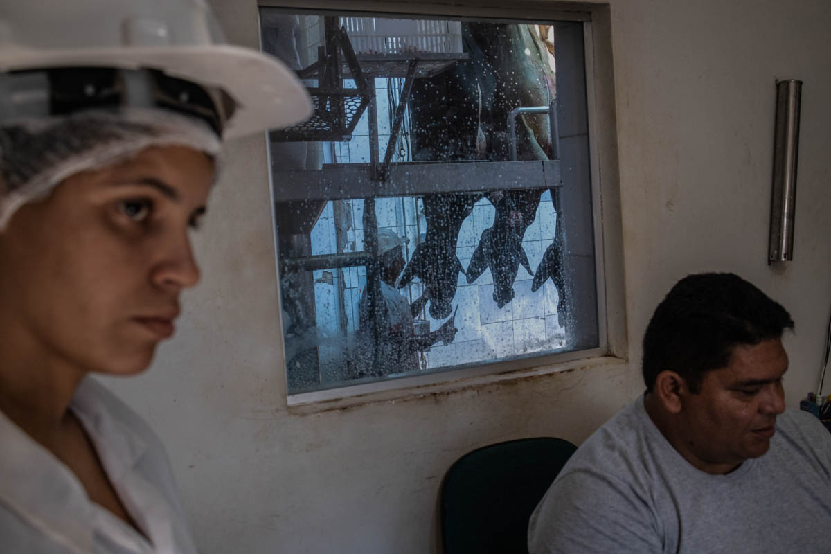 The Brazilian Amazon Rainforest