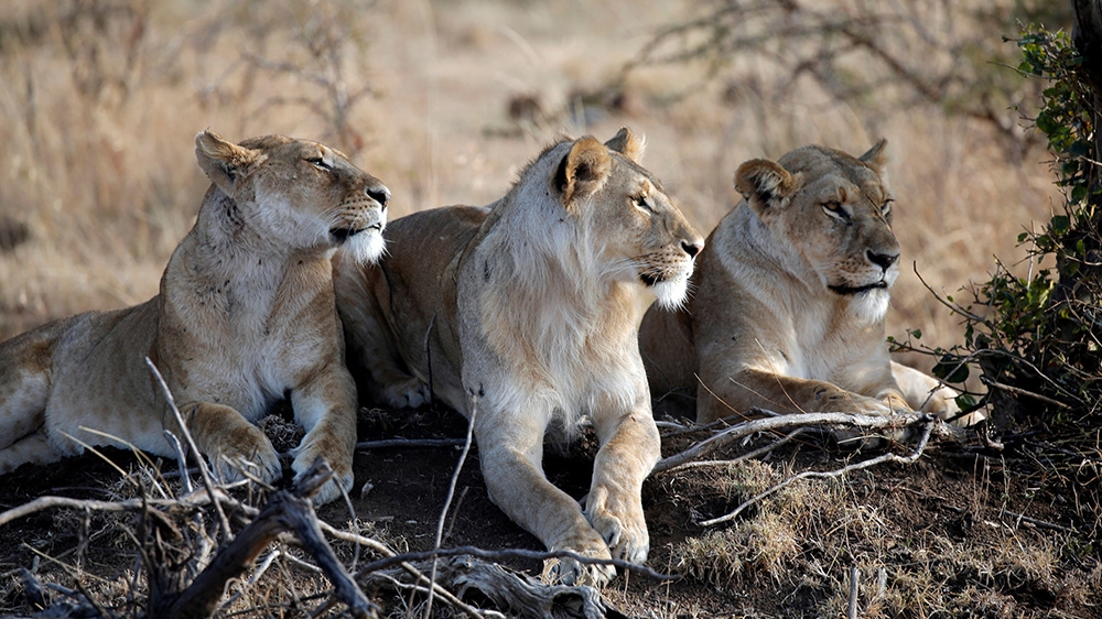 Lions in conservancy adjacent to Masaai Mara