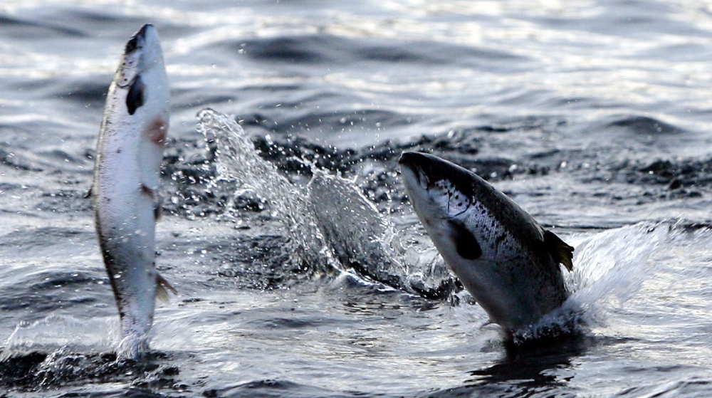 Salmon jump out of the water