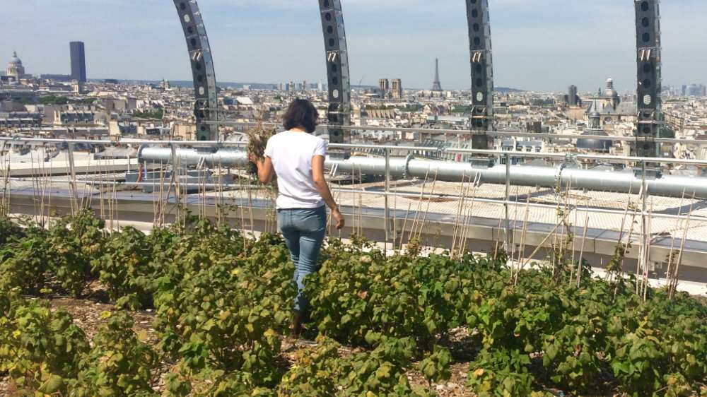 Paris urban argiculture [mixed]