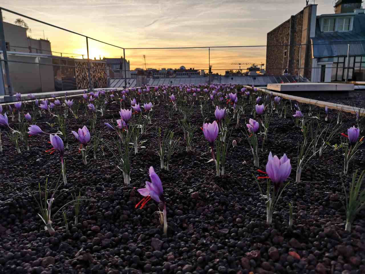 Paris urban argiculture [mixed]