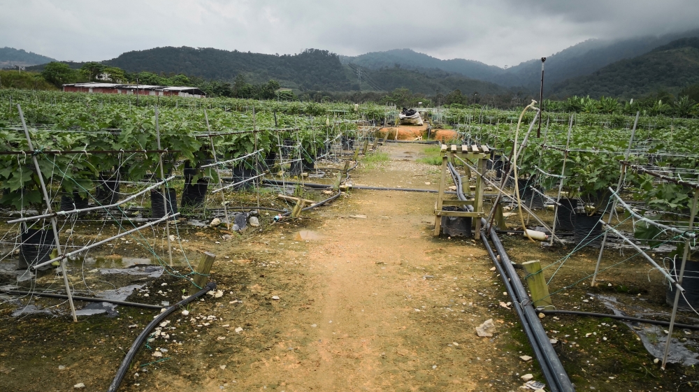 Shinnou Farms 2 Nyshka Chandran