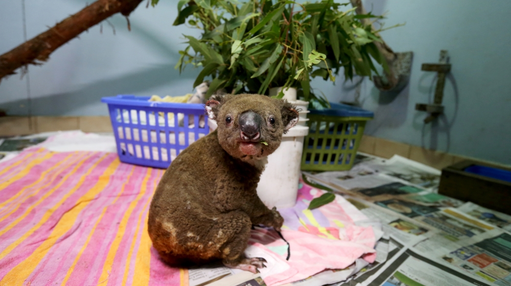 Koala Hospital Works To Save Injured Animals Following Bushfires Across Eastern Australia