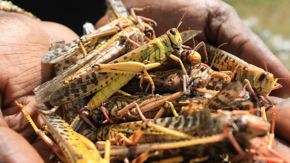 A local tour guide holds a handfull of dead desert locusts after an invasion in Shaba National Reserve in Isiolo, northern Kenya, 16 January 2020 (issued 18 January 2020). Large swarms of desert locus