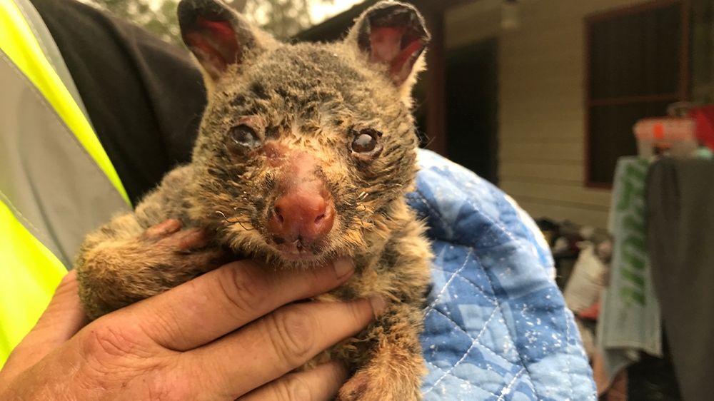 Australia fires possum