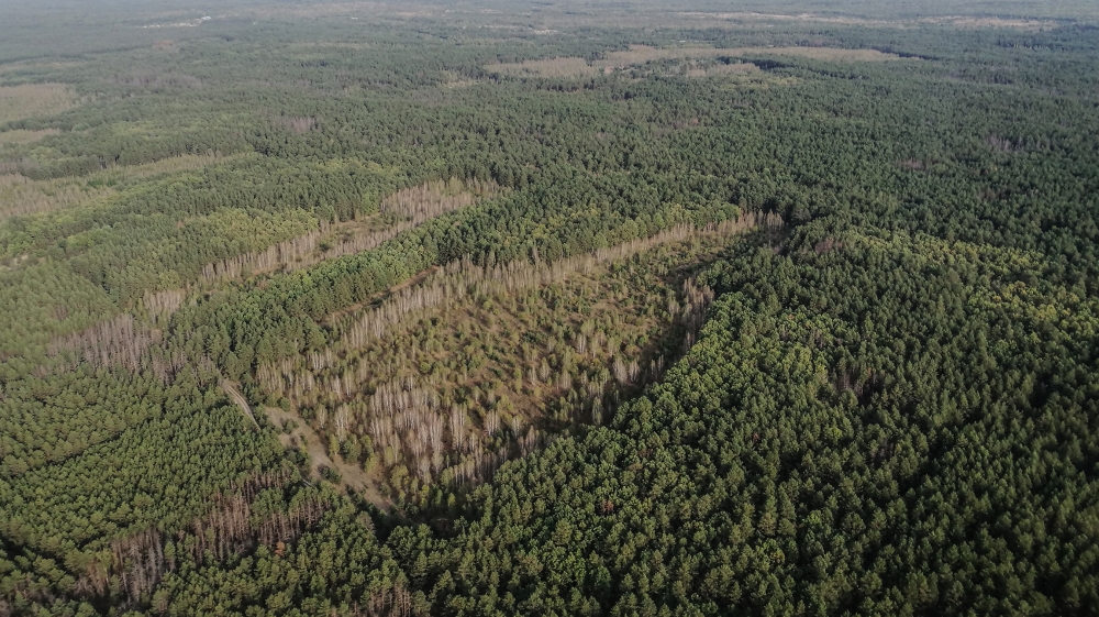 Areas in the Chernobyl alienation zone where trees have been chopped down