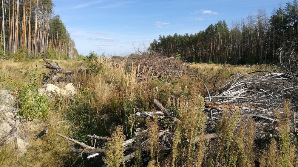 Dried-up twigs and branches in the Chernobyl forest 3