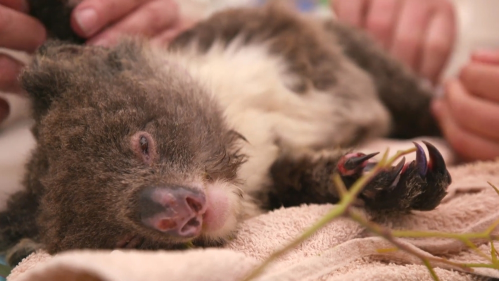 101 East - Australia''s Wildlife Emergency - DO NOT USE