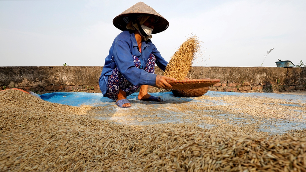 FILE PHOTO: A farmer harvests rice by a paddy field outside Hanoi, Vietnam June 10, 2019. REUTERS/Kham/File Photo
