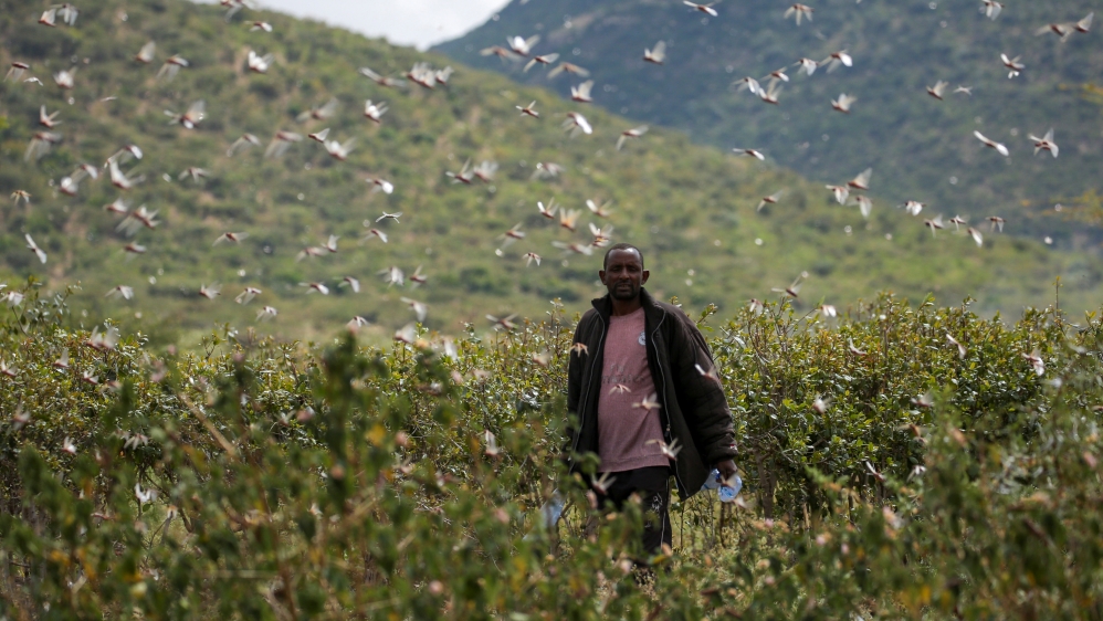 An Ethiopian farmer attempts to fend off desert locusts as they fly in his khat farm on the outskirt of Jijiga in Somali region