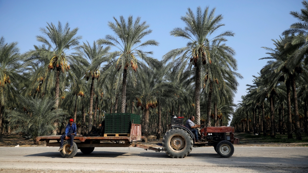 Dates in Israel Reuters