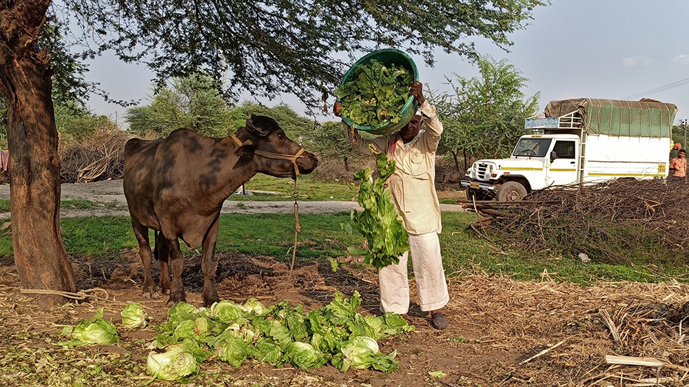A farmer feeds iceberg lettuce to his buffalo during a 21-day nationwide lockdown to slow the spreading of coronavirus disease (COVID-19), at Bhuinj village in Satara district in the western state of