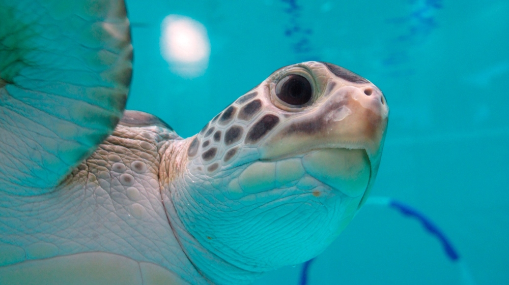 Sea turtle