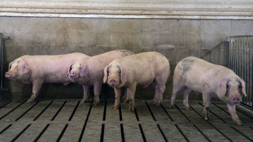 Thousands of Pigs Rot in Compost as U.S. Faces Meat Shortage
