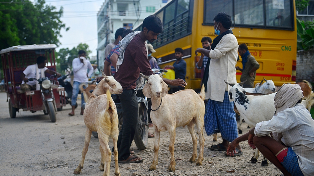 animal sellers online