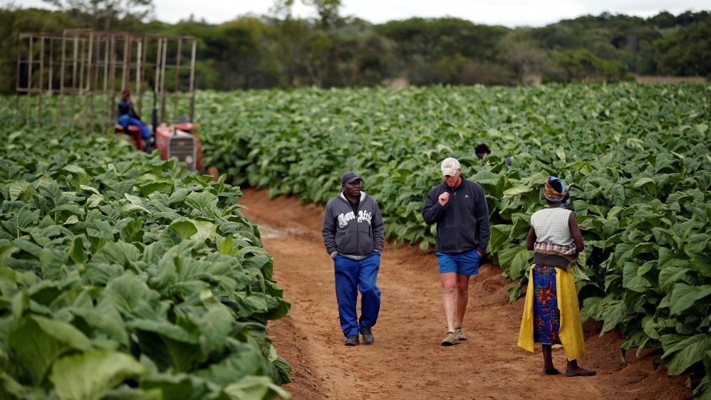 Farm workers chat during the harvesting of tobacco at Dormervale farm east of Harare