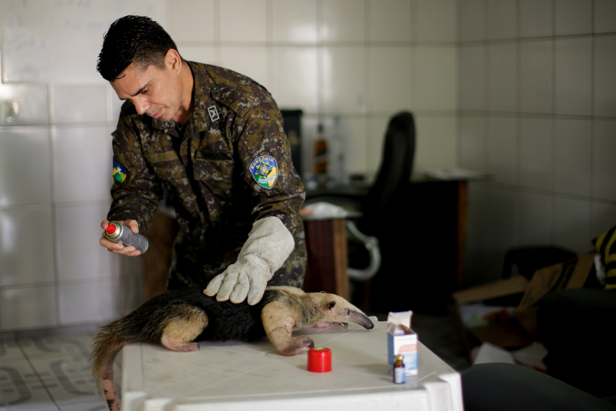 Marcelo Andreani, 40, a veterinarian of the state environmental police, treats an Anteater at his house, near Porto Velho, Rondonia State, Brazil August 19, 2020. The anteater arrived with a broken le