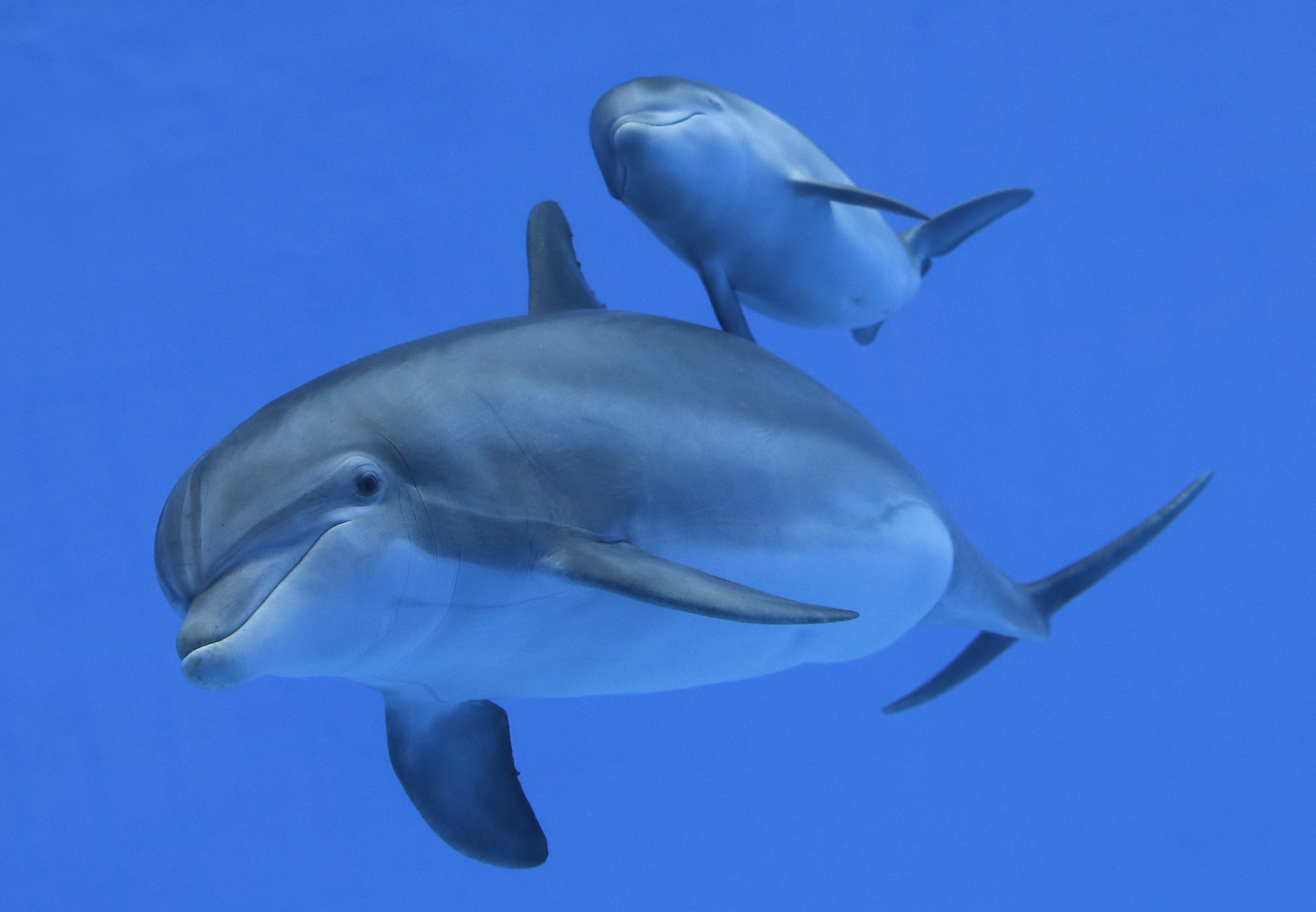 Two dolphins swimming, one looking at the camera
